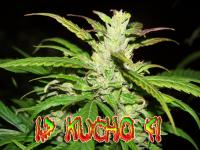_kucho_