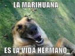coke_wand