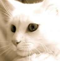 Gato20