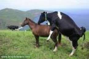 picodecaballo