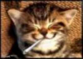 | gato |