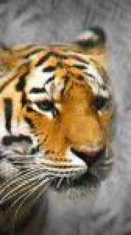 renecio85