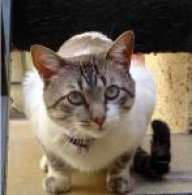 mr.cat