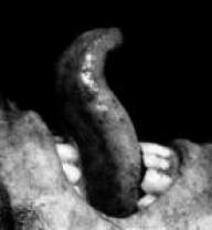Archegonus