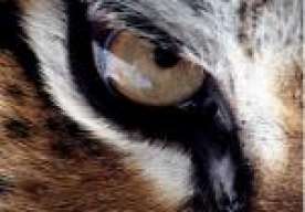 .::Tiger::.