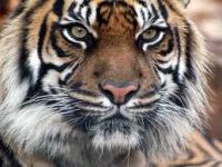 tigre35