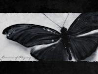 lissi.manson