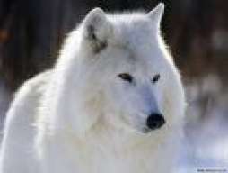 wolfwoman