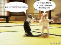 ponceo