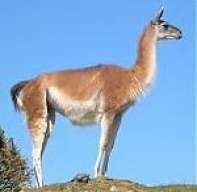 Guanaco24