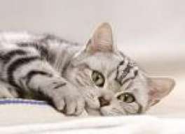 Bastet!