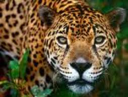 jaguarmexicano