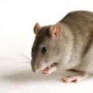 ratainmunda