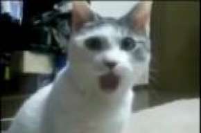 >Riggo<