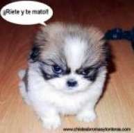 psy.-