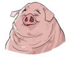 Chancho ql feo