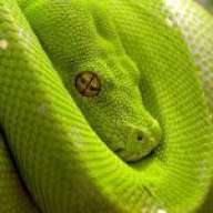 Morke
