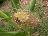 PELOXOCLO
