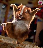 hamster82