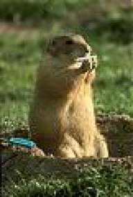 elchiko