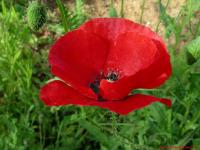 Amapola_4_ever
