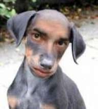 Elhijodeperra
