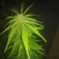 ganya_smoke