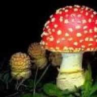 amanita muscaria