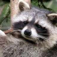 Coon