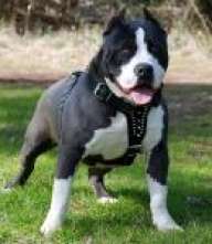 xARTURO