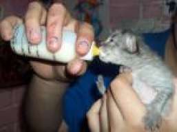 panchuela