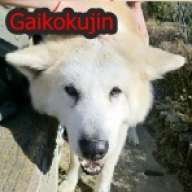 Gaikokujin