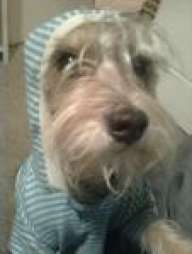 rodriarq