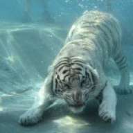 eltrigreblanco