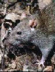 guarencipio