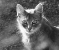 gato gris