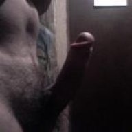 bull203