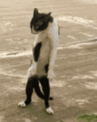 Sebaaa14
