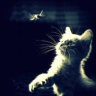DreamHunting