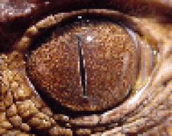 Draconiae