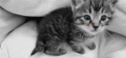 gatitasexi