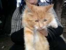 Gato con hipo