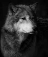 Lobito1