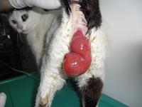 Gatoprolapso