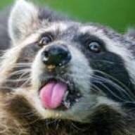 anonraccoon