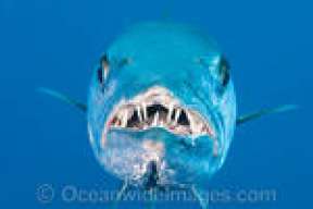 barracuda_24