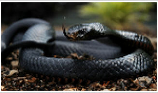 LenguadeSerpiente