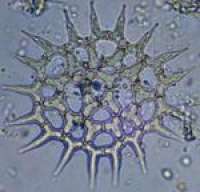 PYRROPHYTO