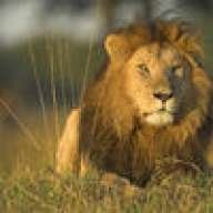 leondeplacilla