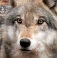 SheWolf